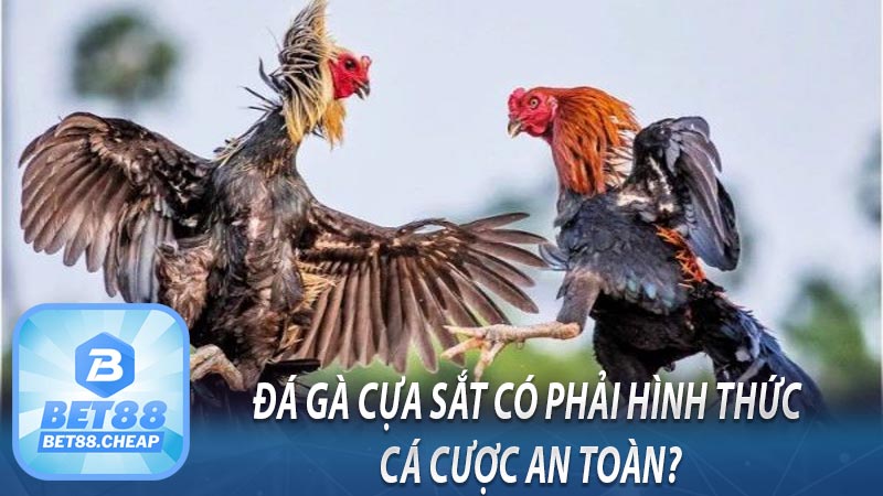 Đá gà cựa sắt có phải hình thức cá cược an toàn?